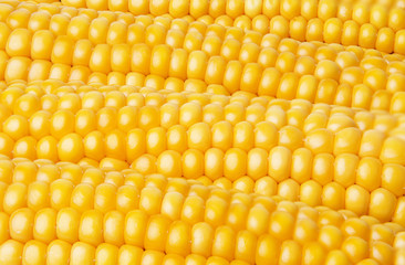 corn - background