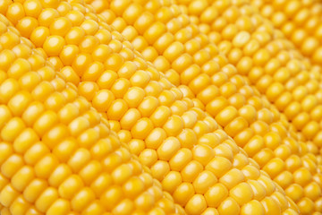 corn in detail
