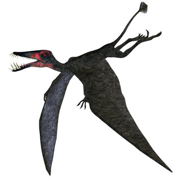 Dorygnathus Pterosaur on White