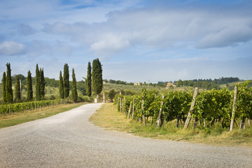 Obraz premium Road into a vineyard farm