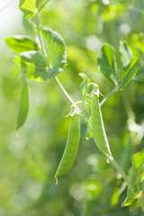 畑のエンドウ豆