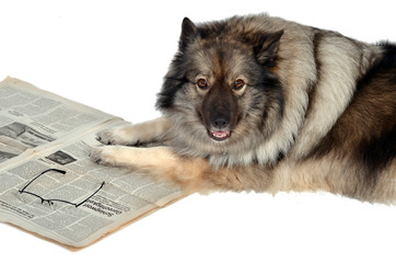 Tageszeitung News Aktuell Hund