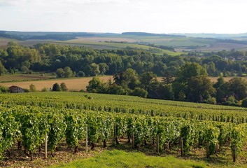 Fototapeta na wymiar vignoble des coteaux de Chablis (Bourgogne France)