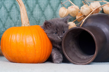 Little Halloween kitten with pumpkins