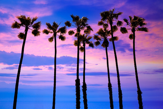 California palm trees sunset with colorful sky