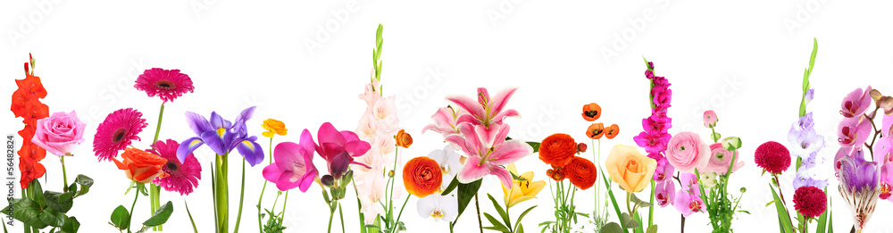 Canvas Prints Beautiful flowers isolated on white