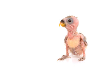 oisillon inséparable