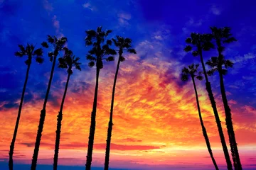 Zelfklevend Fotobehang California palm trees sunset with colorful sky © lunamarina