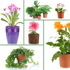 Collage of various flowers in flowerpots