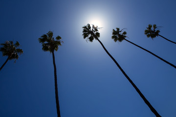 Naklejka premium California palm trees on blue sky