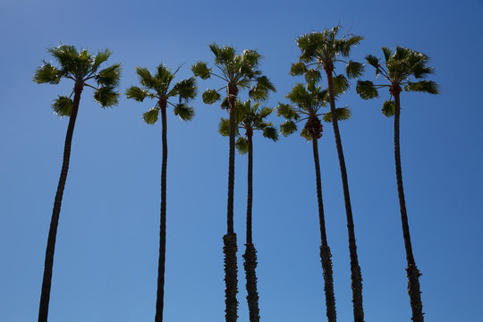 California palm trees on blue sky