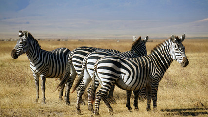 Obraz na płótnie Canvas Zebras en Area de Conservacion Ngorongoro. Tanzania
