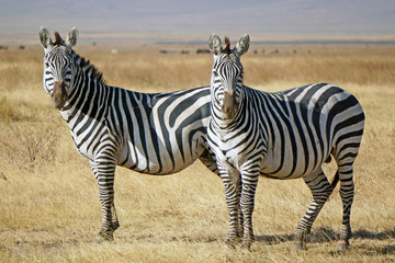 Obraz na płótnie Canvas Zebras en el area de Conservacion Ngorongoro. Tanzania