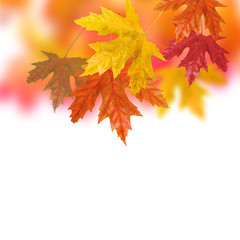 Fototapeta na wymiar leaf autumn