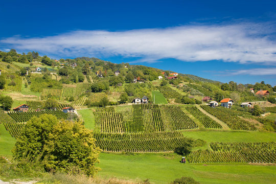 Idyllic green hill vineyards area