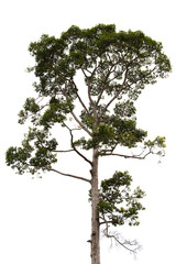 Tree isolated on white background