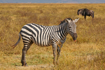Zebra. Area de Conservacion Ngorongoro. Tanzania