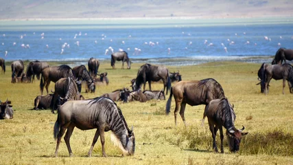 Foto op Canvas Manada de ñus en Area de Conservacion Ngorongoro. Tanzania © Trazos sobre Papel