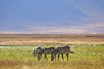 Zebras en Area de Conservacion Ngorongoro. Tanzania