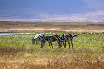 Fototapeta na wymiar Zebras pastando en Area de Conservacion Ngorongoro. Tanzania