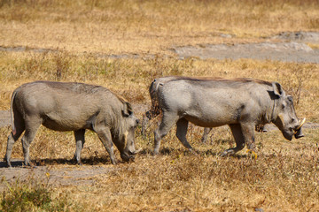 Dos jabalies . Area de Conservacion Ngorongoro. Tanzania