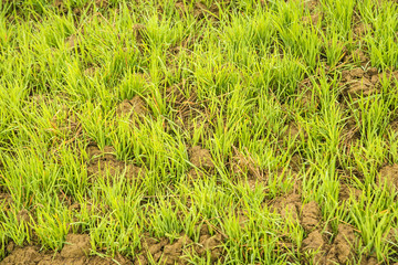 Szarvasi-1 Gras, Energiepflanze
