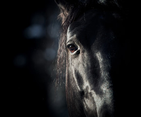 paardenoog in het donker