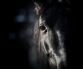 Crédence en verre imprimé Chevaux oeil de cheval dans le noir