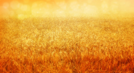 wheat field in august