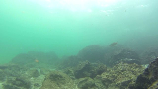 Sea coral reef at Isla Iguana, Panama.