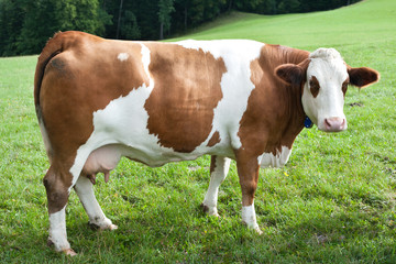 simmentaler