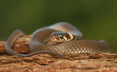 Grass snake
