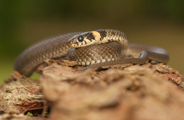 Grass snake