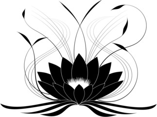 Black japanese lotus