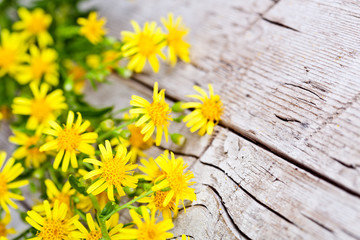 Obraz premium wild yellow flowers