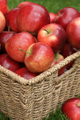 Discovery apples