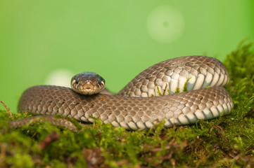 Obraz premium Grass snake
