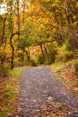Forest path in the fall. Hayedo de Tejera Negra, Spain