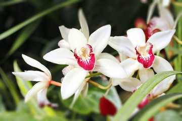 Obraz na płótnie Canvas Piękny kwiat orchidei
