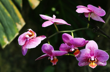 Beautiful orchid flower