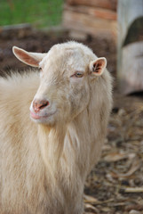 grown goat