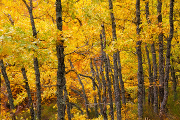 Yellow oakwood in autumn. Hayedo de Tejera Negra, Spain