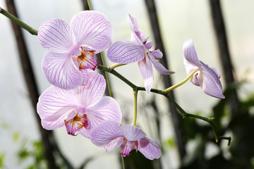 Beautiful orchid flower