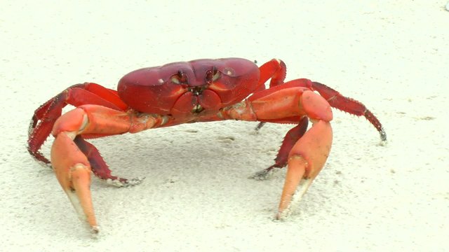 Mouthless Land Crab walking in the white sand
