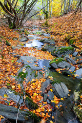 Mountain stream at autumn. Hayedo de Tejera Negra, Spain