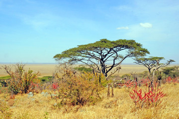 Vegetación en Serengeti. Kenya