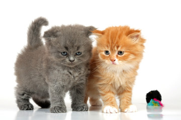 Zwei kleine Perserkatzen