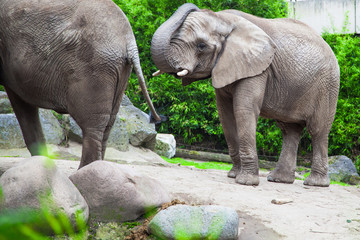 african bush elephant in zoo