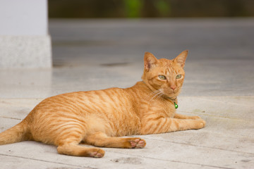 Cat lying on the floor