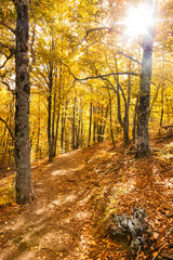 Obraz premium Forest footpath in the fall. Hayedo de Tejera Negra, Spain